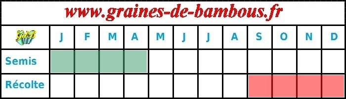 poireau geant de bulgarie