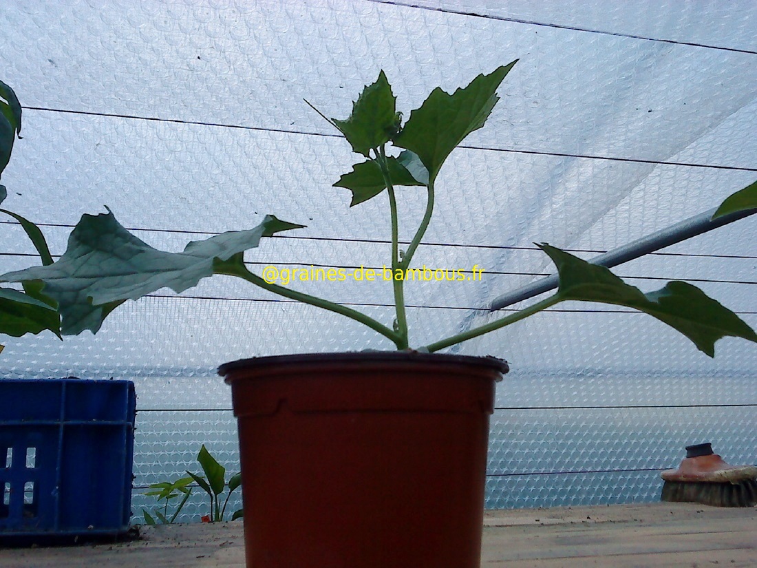 2 plant de luffa