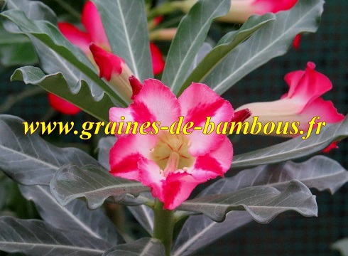 Adenium