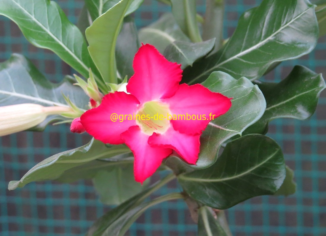 Adenium obesum blog 2