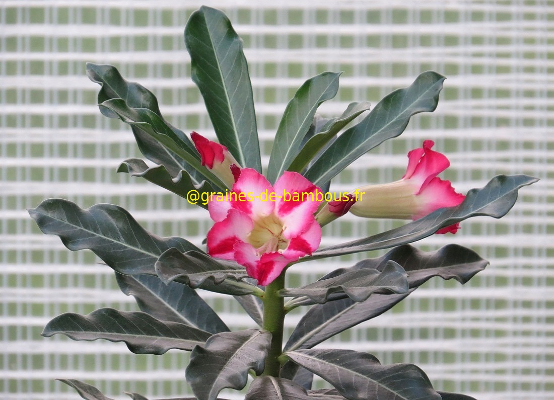 Adenium obesum blog 3