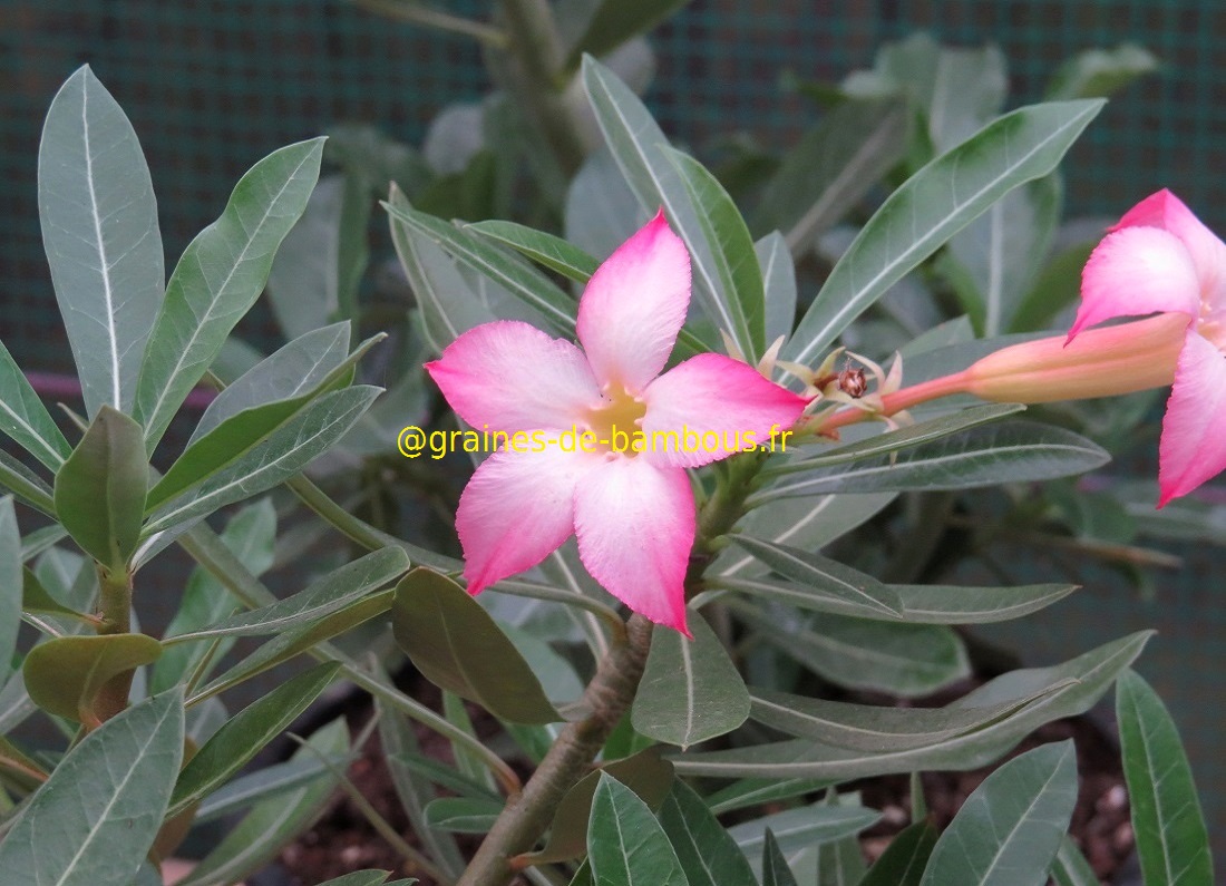 Adenium obesum blog 4