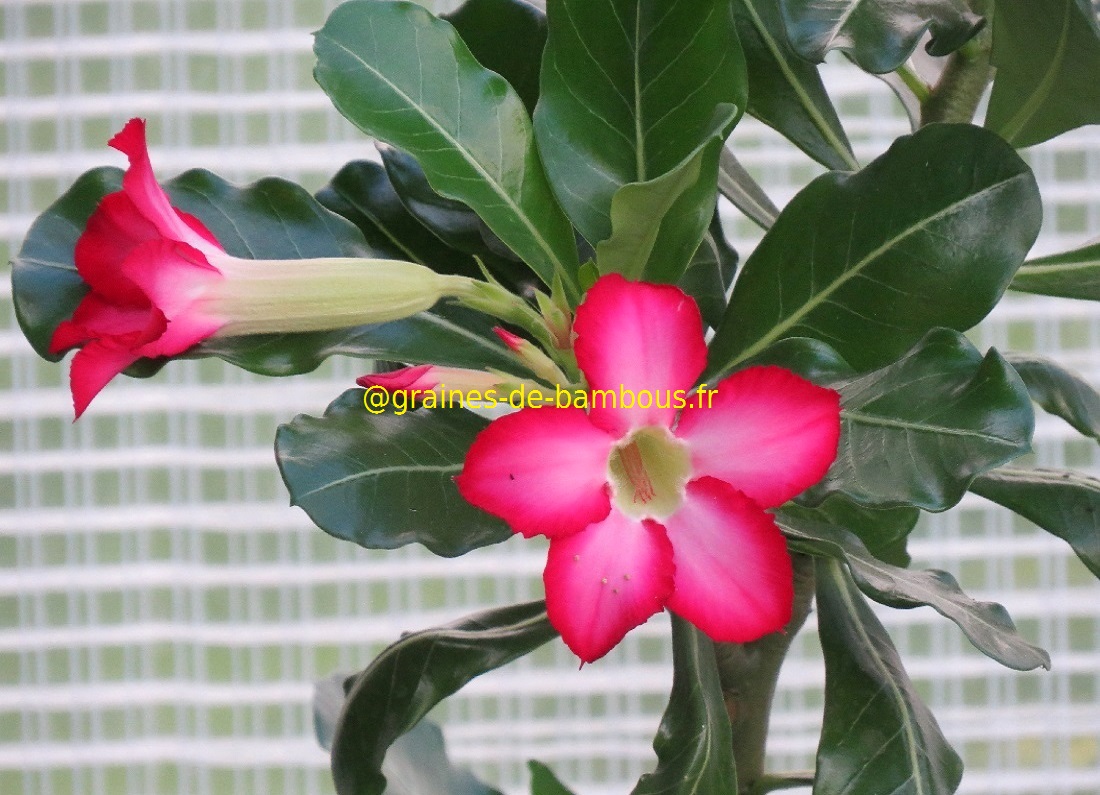 Adenium obesum blog 5