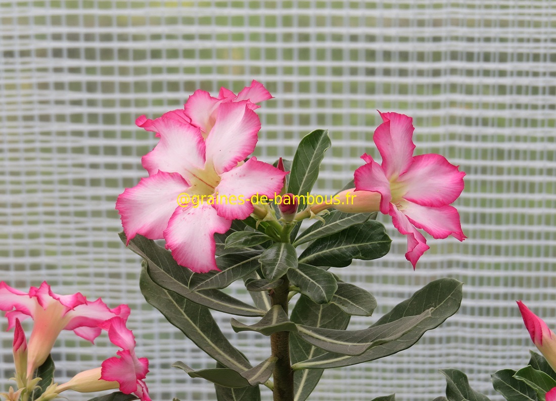 Adenium obesum blog 6