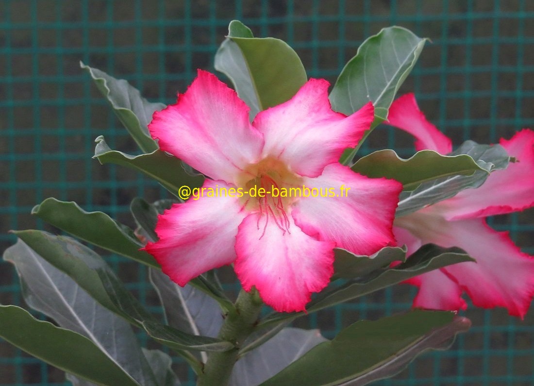 Adenium obesum blog 7