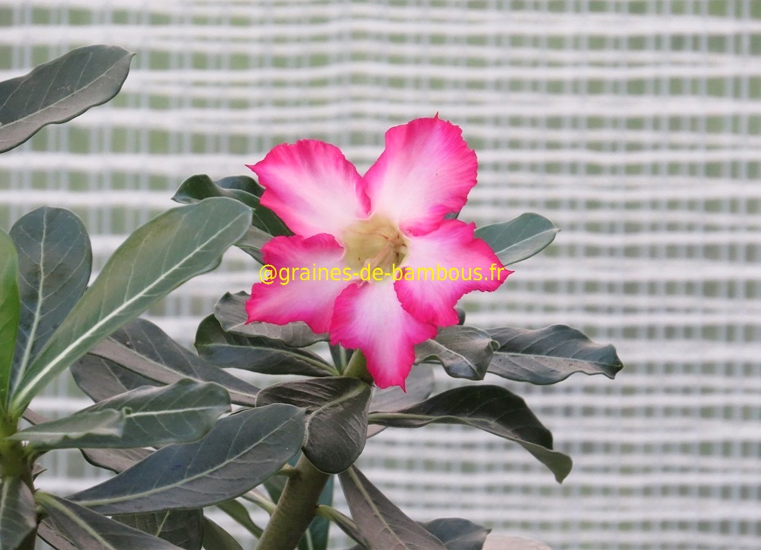 Adenium obesum blog 9