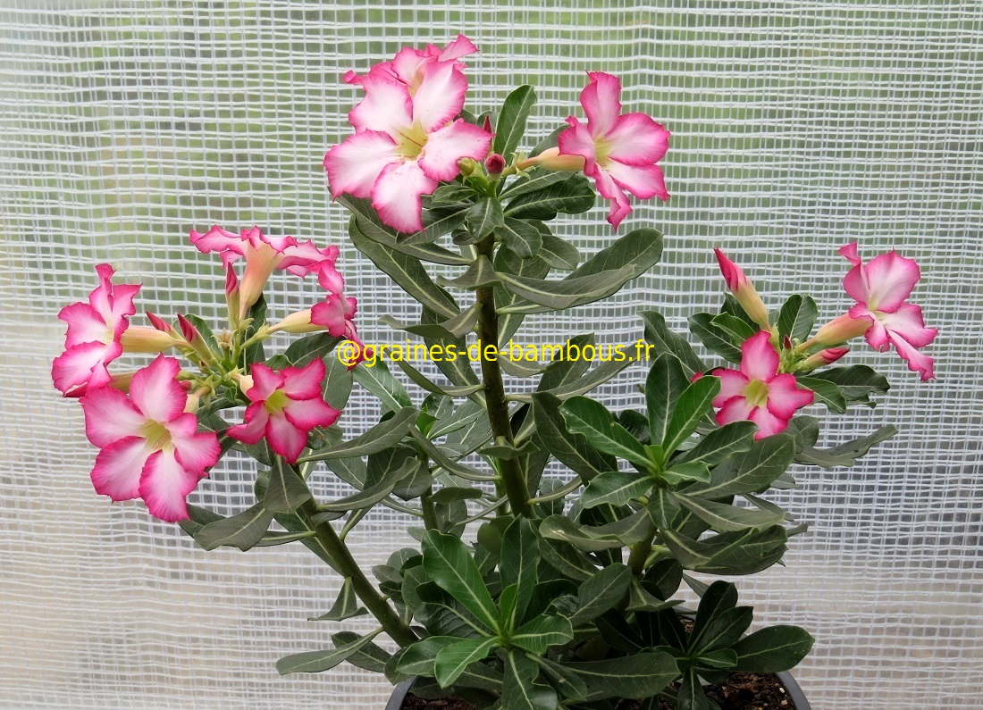 Adenium obesum semis 2 ans