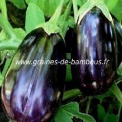aubergines black beauty