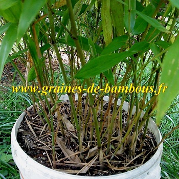 Bambou moso phyllostachys chaumes