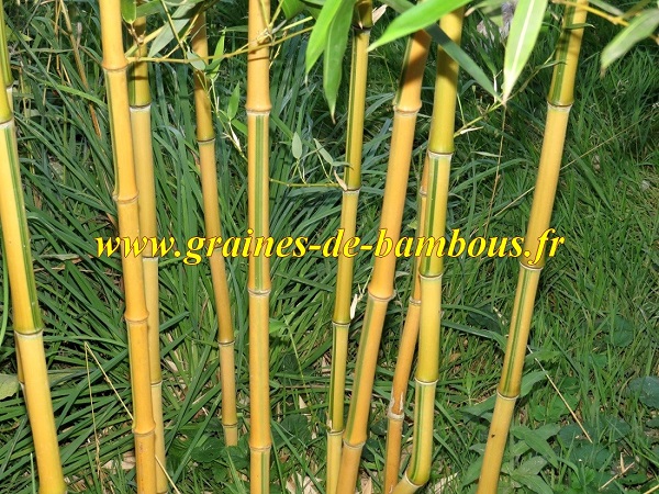 Bambou phyllostachys spectabilis blog