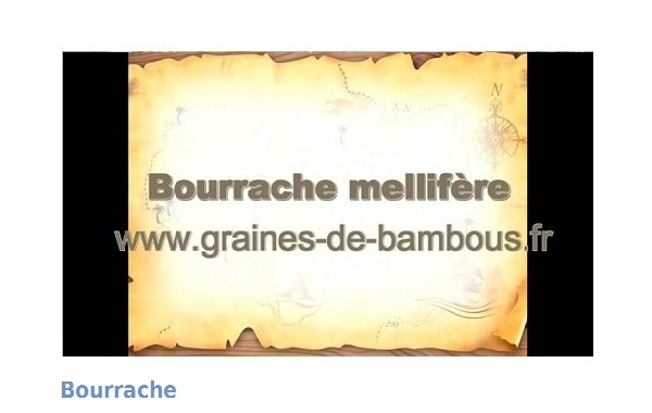 Bourrache