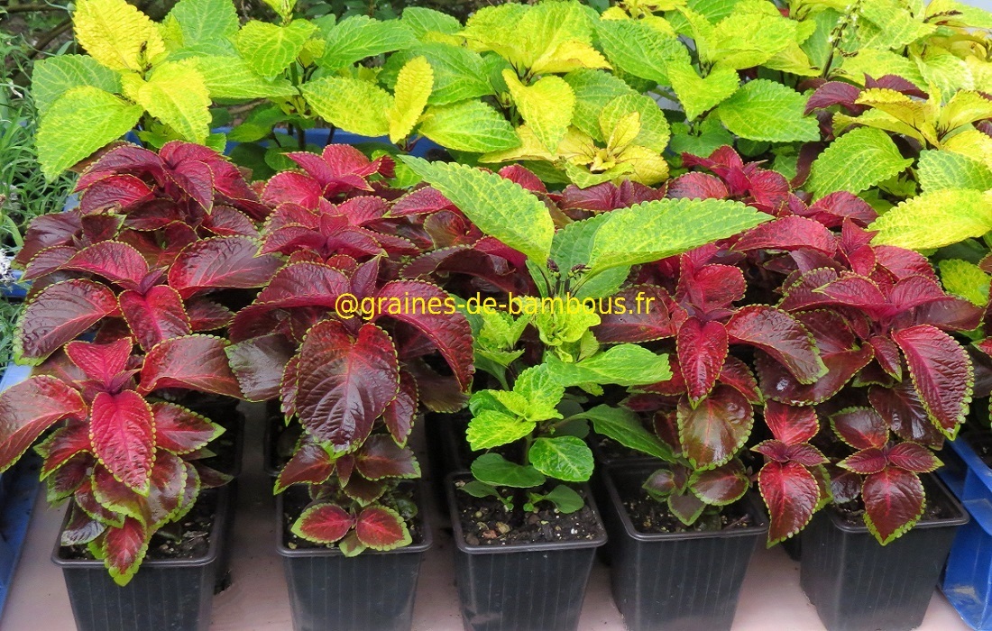 Coleus 10 graines de bambous fr