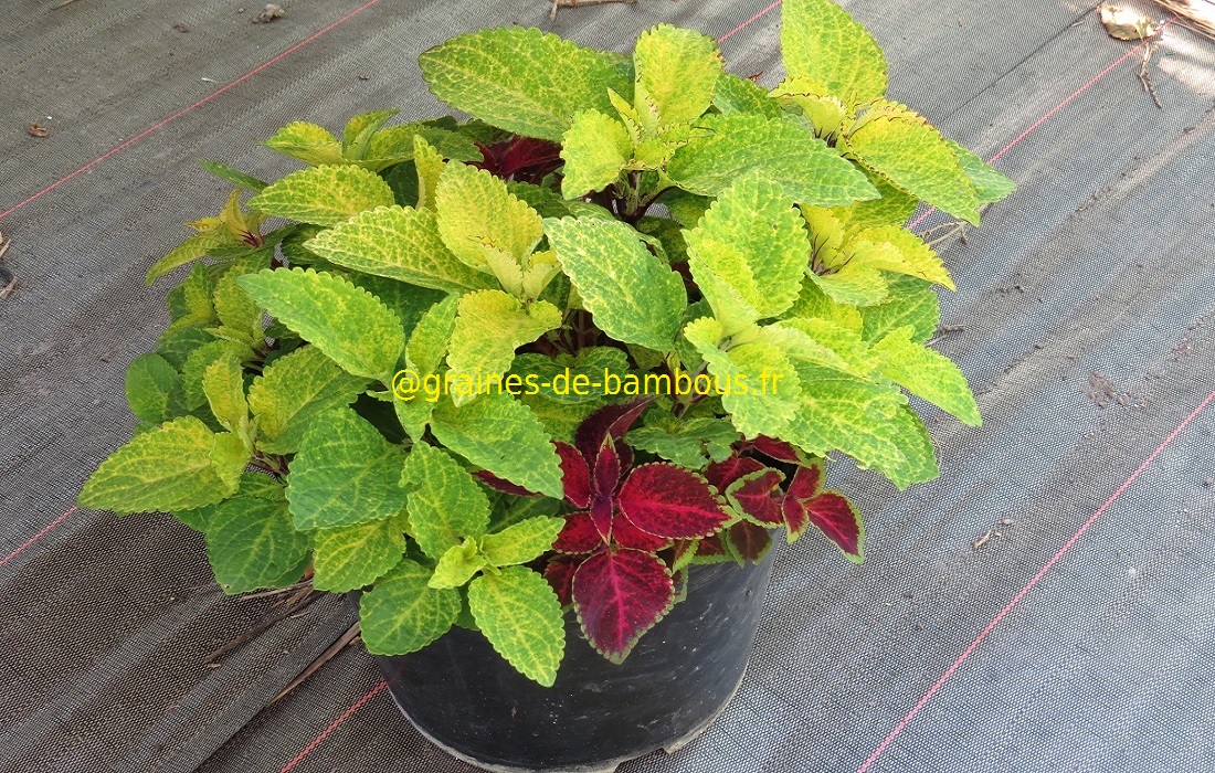 Coleus 6 graines de bambous fr