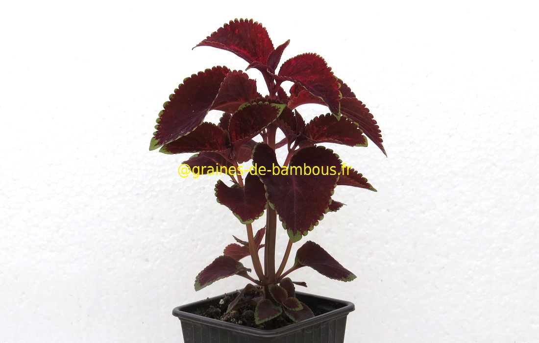 Coleus 7 graines de bambous fr