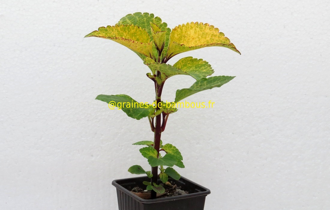 Coleus 8 graines de bambous fr