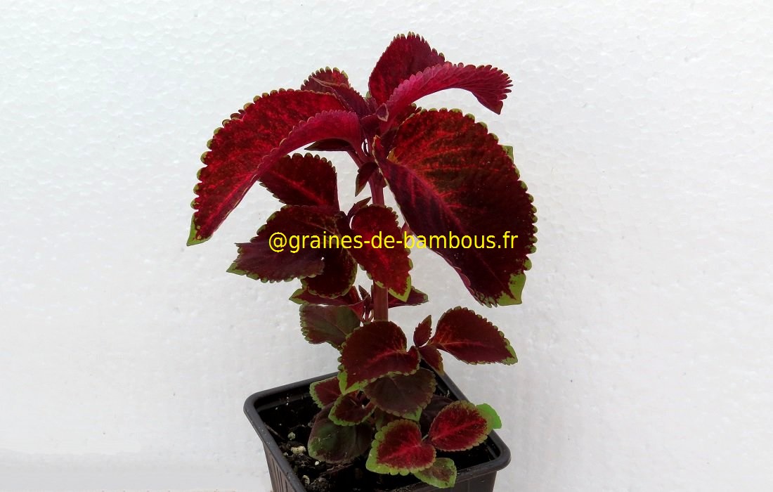 Coleus 9 graines de bambous fr