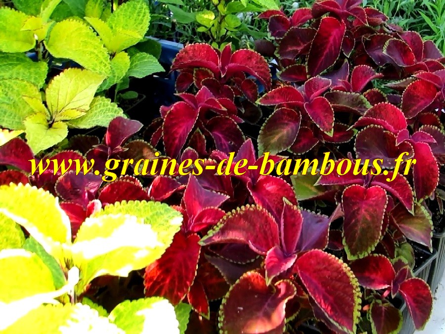 Coleus semis 1