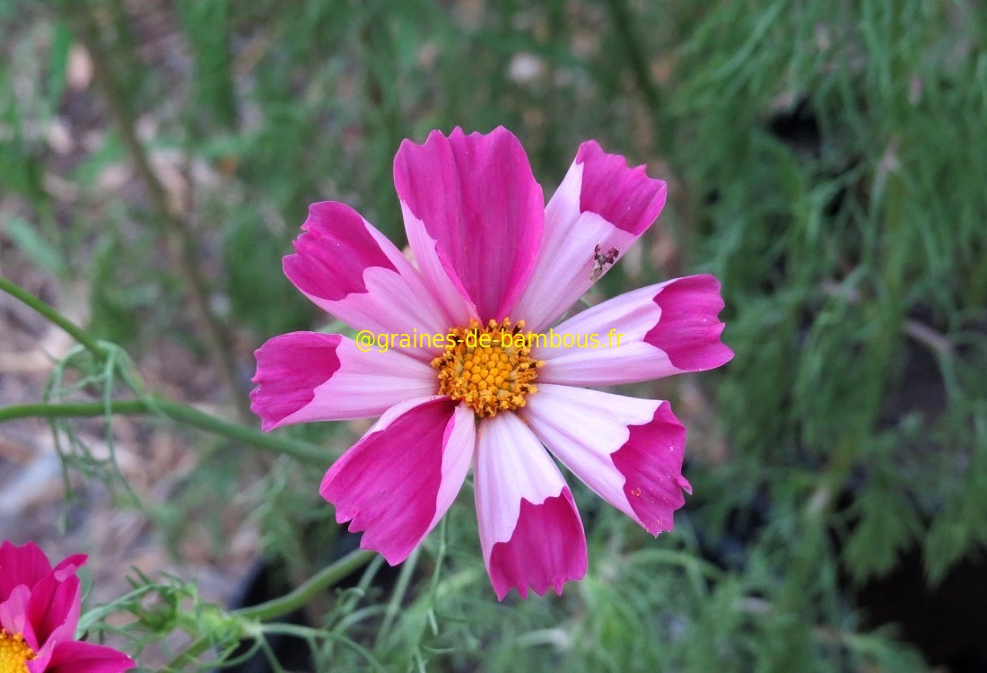 Cosmos seashells fleurs