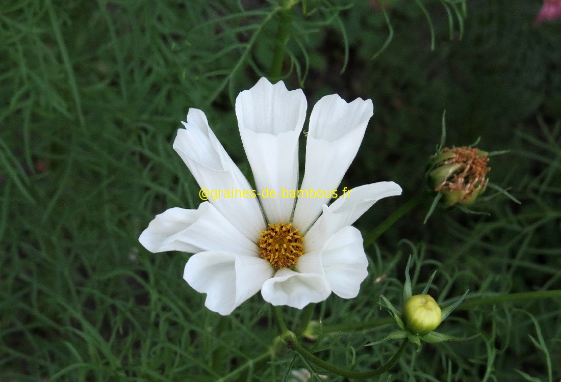 Cosmos seashells fleurs