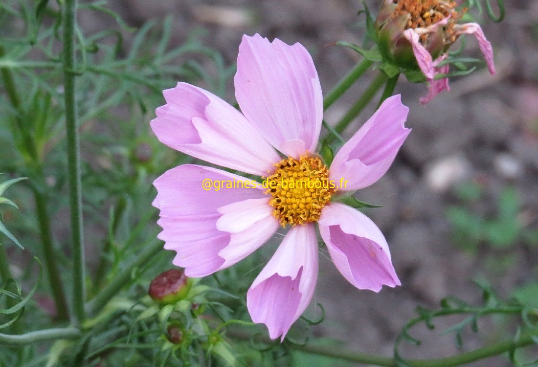 Cosmos seashells fleurs