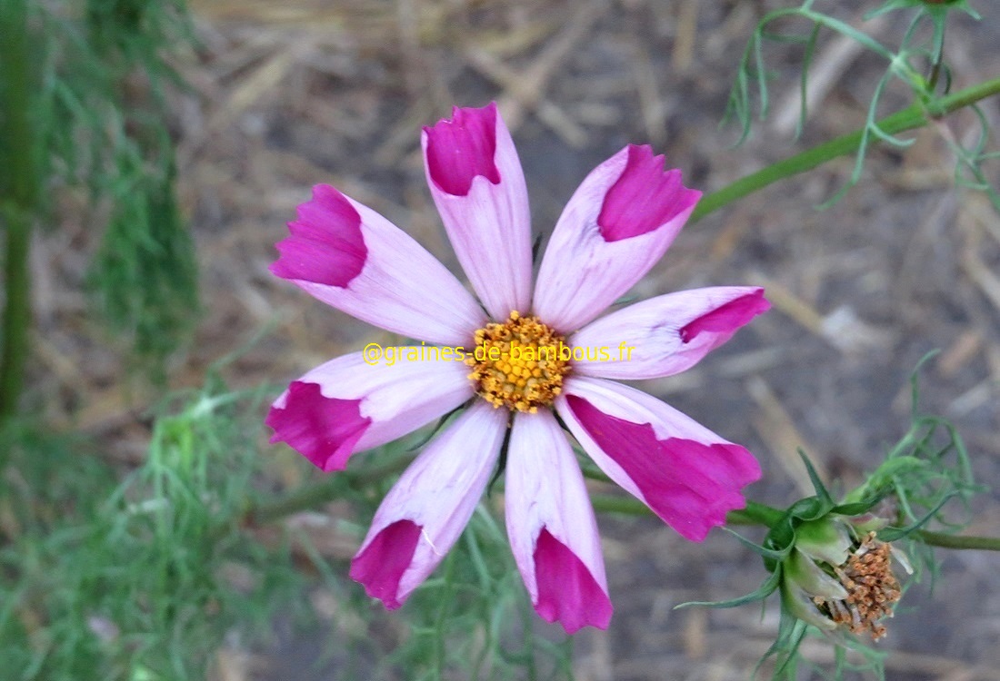 Cosmos seashells fleurs