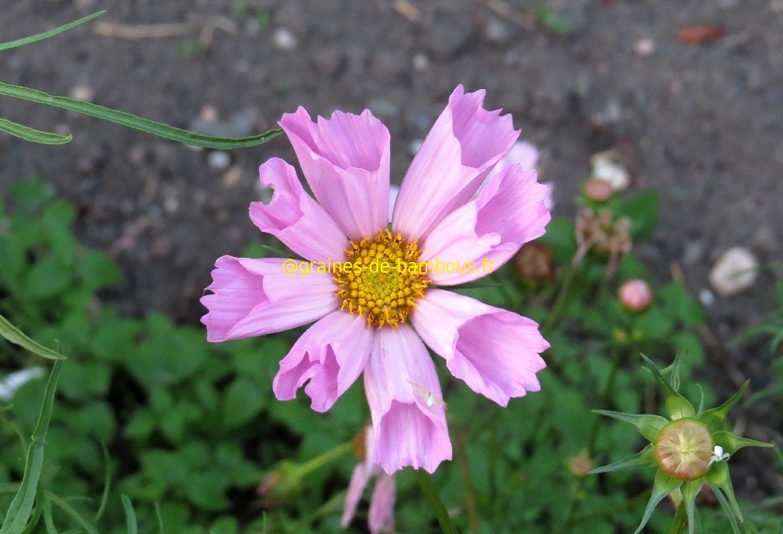 Cosmos seashells fleurs