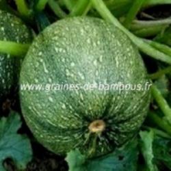 Courgette ronde de Nice