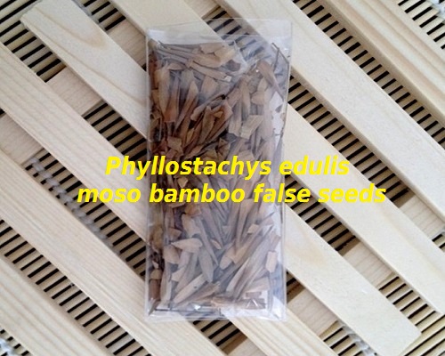 False seeds bamboo moso phyllostachys edulis phyllostachys pubescens