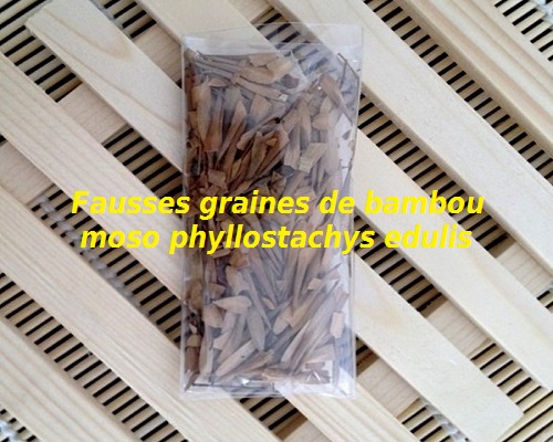 Fausses graines de bambou phyllostachys edulis ou pubescens moso copie