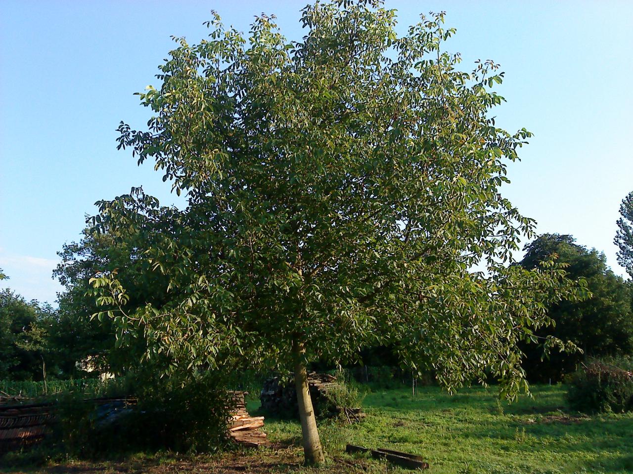 arbre cormier