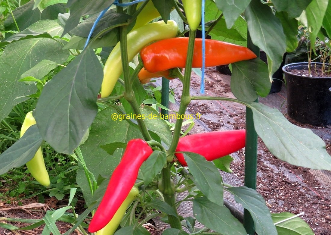 Piment hungarian hot pepper