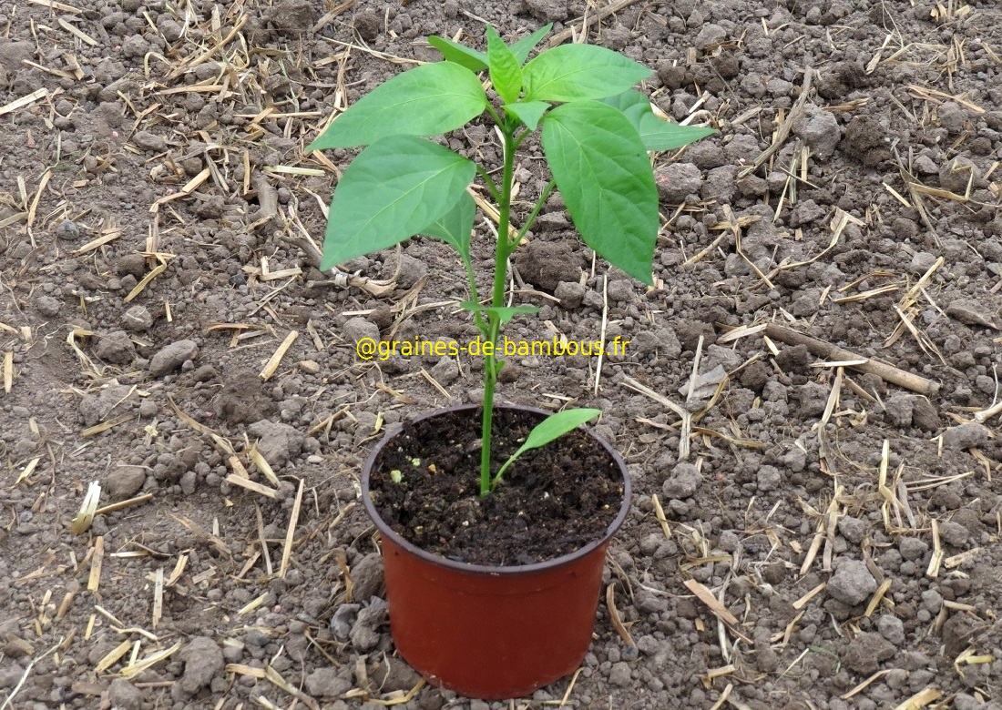 Piment hungarian wax hot petit plant en pot