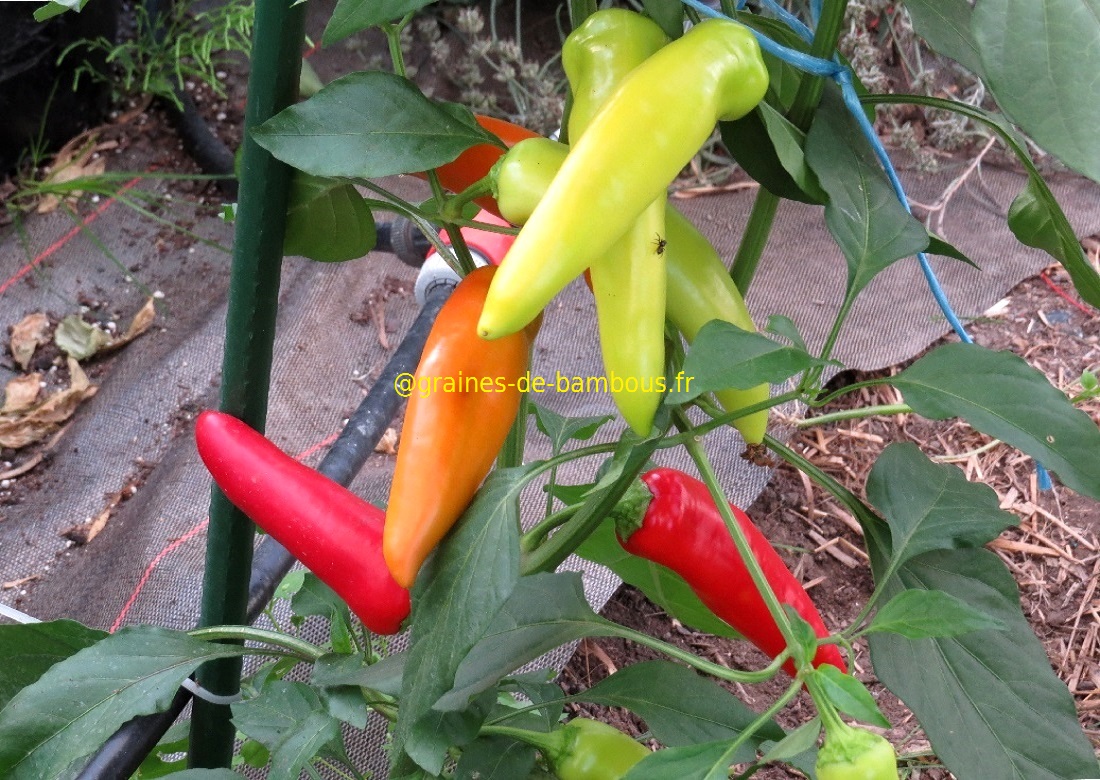 Piment hungarian