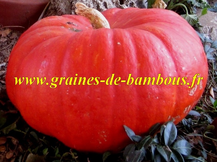 Potiron rouge d Etampes