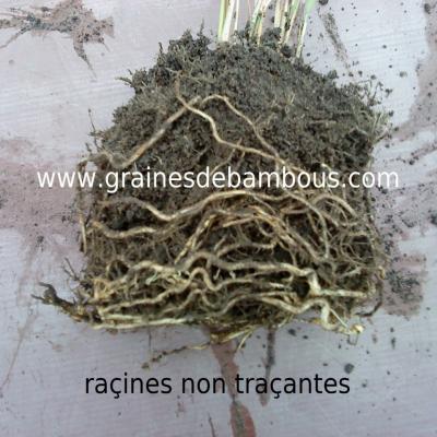 racines-non-tracantes.jpg