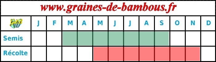 Radis cherry belle periode semis