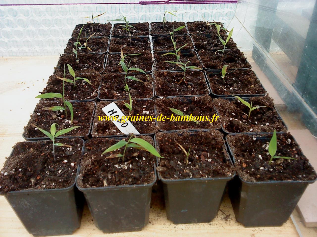 comment planter graine de bambou