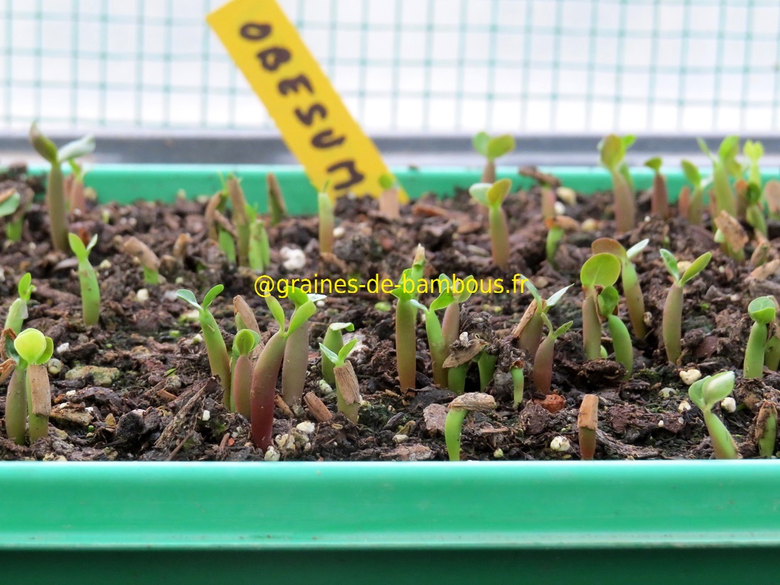 Semis adenium obesum 10 jours apres