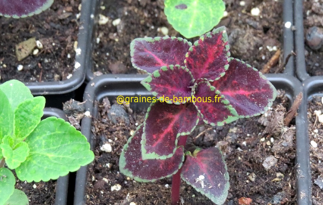 Semis coleus 4 graines de bambous fr