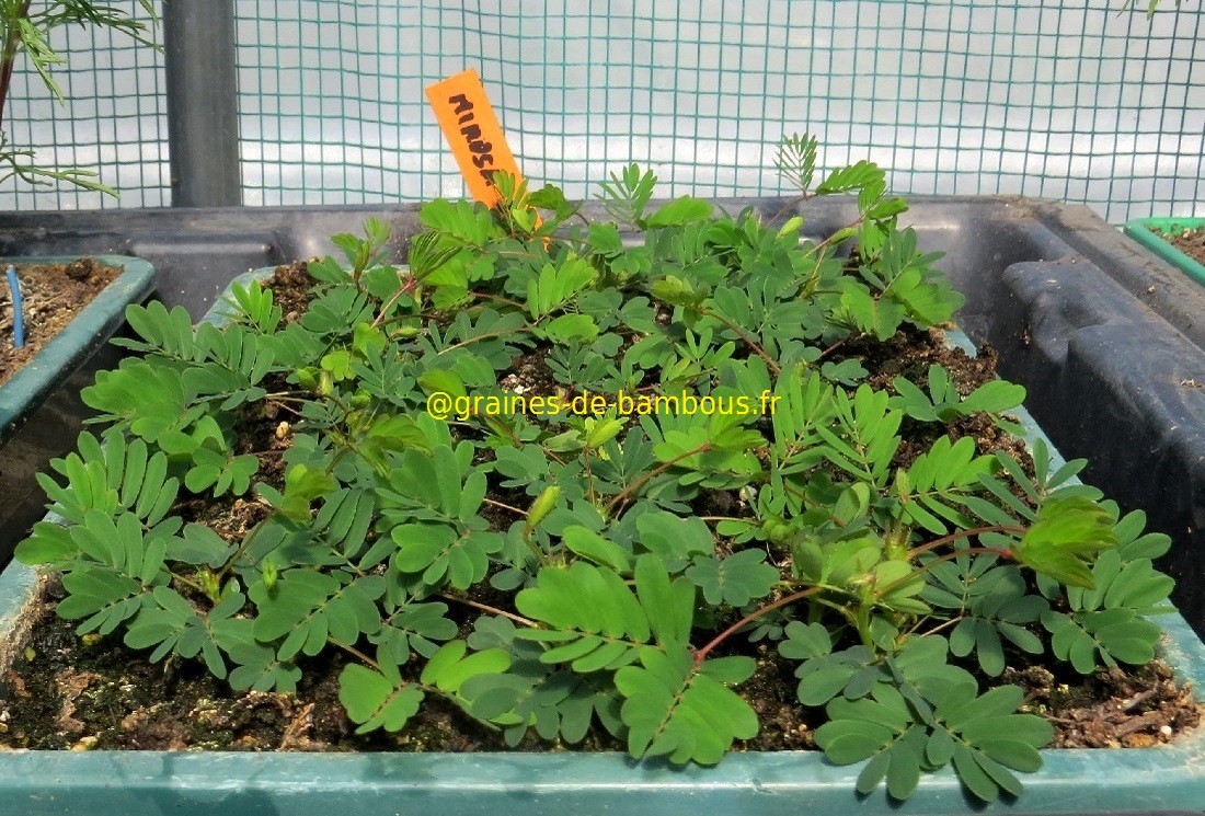 Semis mimosa pudica