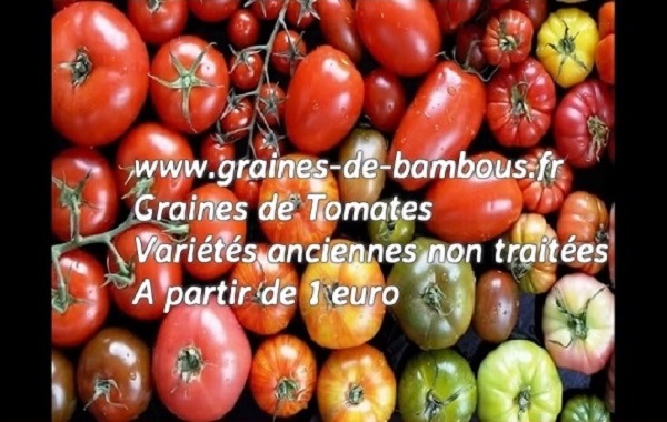 Tomate anciennes