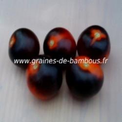 tomates cerises bleu indigo rose