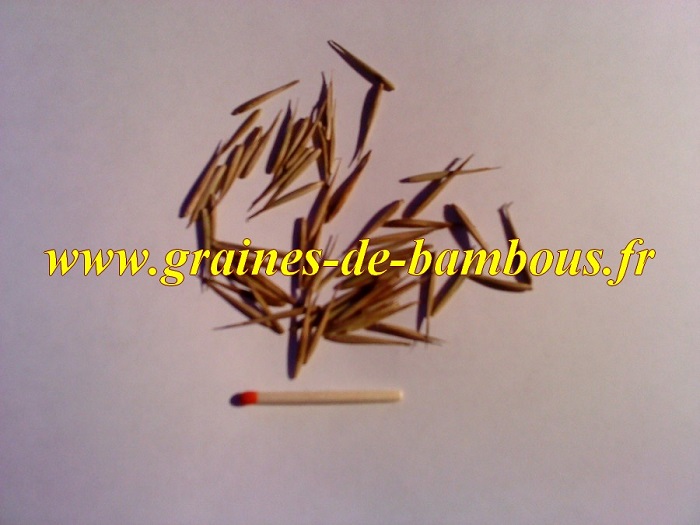 Vraie graines de bambous moso phyllostachys pubescens ou heterocla edulis