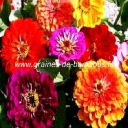 zinnia lilliput