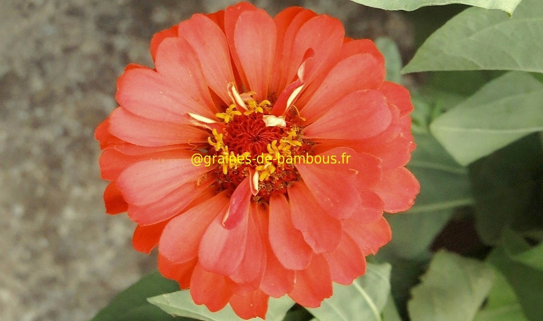 Zinnia saumon fleur