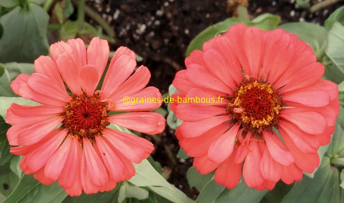 Zinnia saumon fleurs