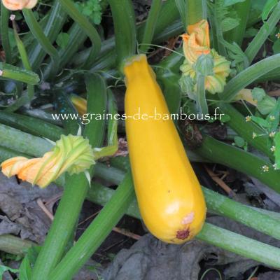 Graines de courgette verte Noire Maraîchère, potager Meilland