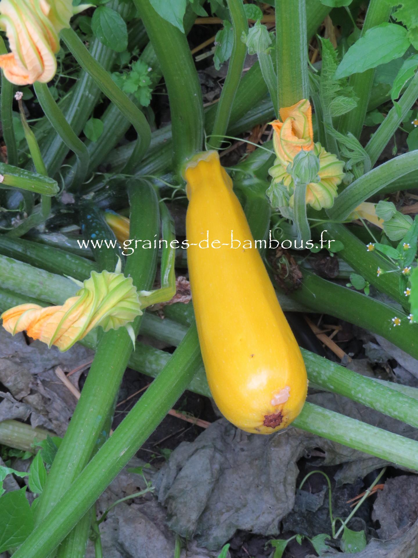 021 courgette jaune