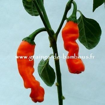 Acheter Piment De Cayenne Long Slim? Commander des graines sur