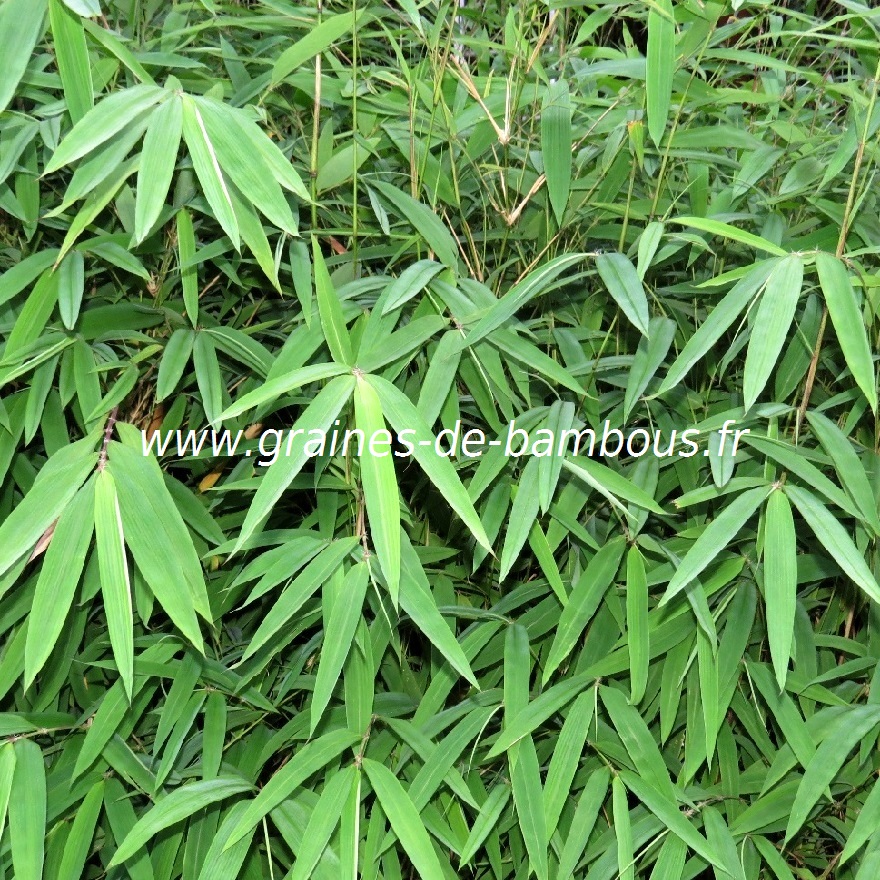 10 plants de bambous